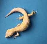 Giant RAPTOR 34g 6-15 1044f.jpg