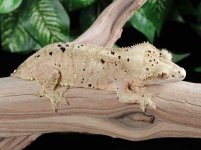 crested-gecko-Fs92b.jpg
