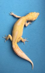 poss G RAPTOR 7-26 35g 1097.jpg
