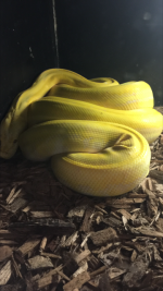 Retic 1.png