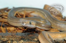 DSC_1964.JPG