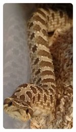 Hoggie2.jpg