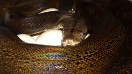 IMG_20170604_215616528.jpg