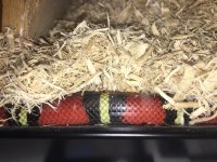 IMG_4815[1].jpg