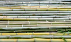 bamboo-08-01-17b.jpg