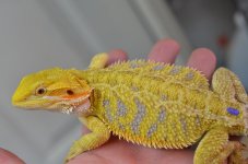 DSC_9233.jpg