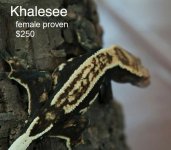 khalesee2 - Copy.jpg
