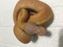 bananapinposhetpied1.jpg