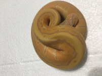 bananapinposhetpied2.jpg