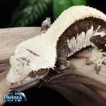 crested-gecko-Ge67t.jpg
