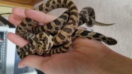 Fox snakes new.jpg