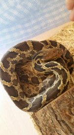 fox snake.jpg