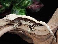 crested-gecko-Ge67b.jpg