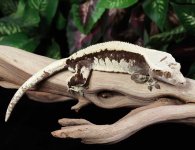 crested-gecko-Ge67c.jpg