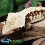crested-gecko-Ge66t.jpg