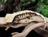 crested-gecko-Ge66b.jpg