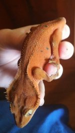 Gecko red girl2.jpg