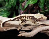 crested-gecko-Ge66c.jpg