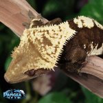 crested-gecko-Ge65t.jpg