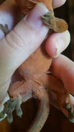 Gecko red girl3.jpg