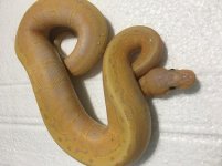 bananapin1.jpg