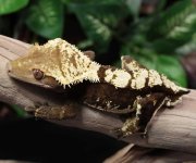 crested-gecko-Ge65b.jpg