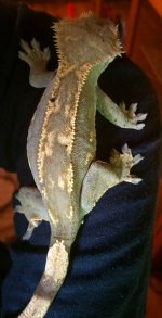 Gecko Oliver Girl.jpg