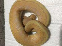 bananapin2.jpg