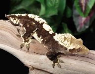 crested-gecko-Ge65c.jpg