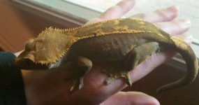 Gecko Oliver girl3.jpg