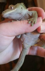 Geck olive girl.jpg