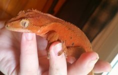 Gecko red girl.jpg