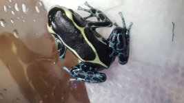 Powderblue1.jpg
