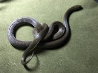 IMG_6887.jpg