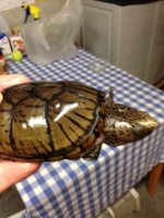 Turtle 1.JPG