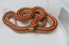 IMG_5534.jpg