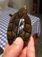 Turtle2.JPG
