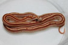 IMG_5532.jpg