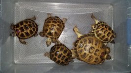 Russian Tort group 2.3.jpg