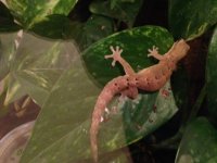 Geko.JPG