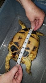 Russian Female Plastron Measurement.jpg