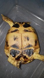 Russian Female Plastron.jpg