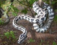Axanthicmale13.jpg