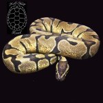 Enchi.jpg