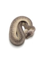 BLACK PASTEL WOMA PASTEL PINSTRIPE.jpg