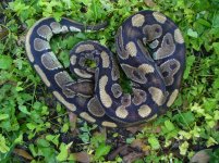 Proven breeder het Hypo male  #116 1000 gm 100.00.jpg