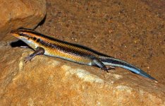800px-Scincidae_-_Trachylepis_margaritifera-001.JPG