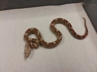 562017-9 Female VPI JUNGLE AZTEC $3500 (2).jpg