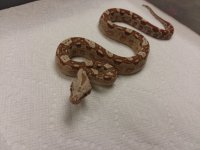 562017-9 Female VPI JUNGLE AZTEC $3500 (3).jpg