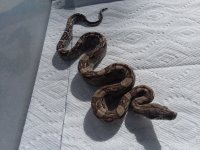 15-8417-15 MALE ANERY AZTEC JUNGLE $1500.jpg